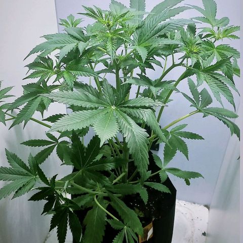 Cream Mandarine Auto growlog photo: 43CM de largo, ya esta comenzando la etapa de floracion.