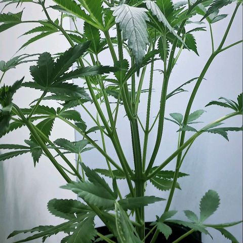 Cream Mandarine Auto growlog photo: 43CM de largo, ya esta comenzando la etapa de floracion.
