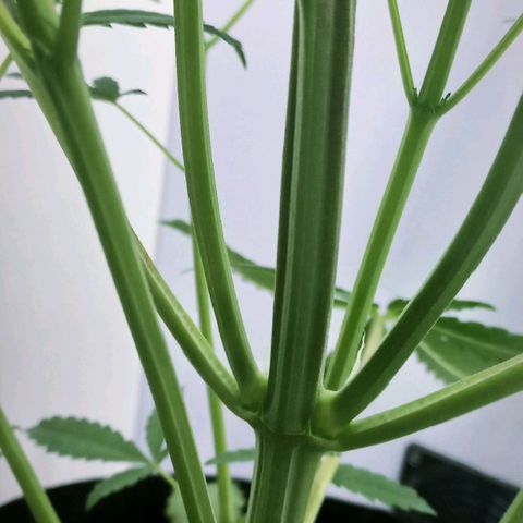 Cream Mandarine Auto growlog photo: 43CM de largo, ya esta comenzando la etapa de floracion.