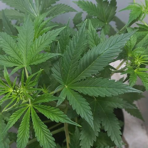 Cream Mandarine Auto growlog photo: 43CM de largo, ya esta comenzando la etapa de floracion.
