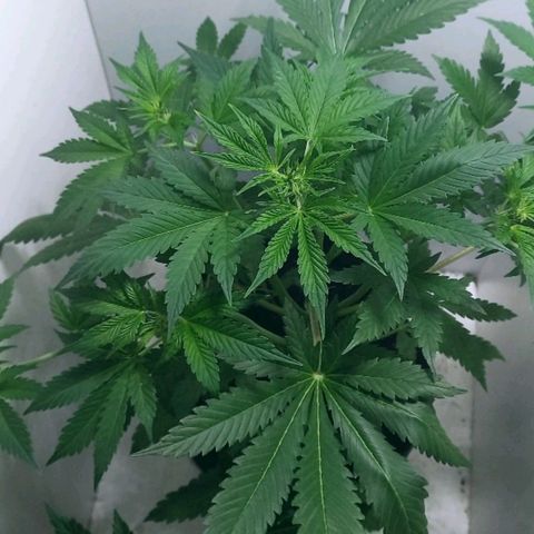 Cream Mandarine Auto growlog photo: 43CM de largo, ya esta comenzando la etapa de floracion.