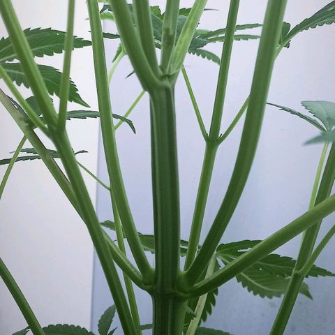 Cream Mandarine Auto growlog photo: 43CM de largo, ya esta comenzando la etapa de floracion.