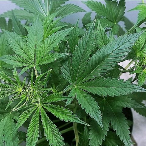 Cream Mandarine Auto growlog photo: 43CM de largo, ya esta comenzando la etapa de floracion.