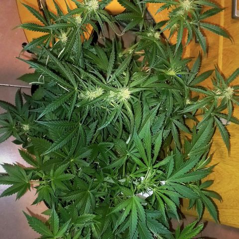 Cream Mandarine Auto growlog photo: 64 cm en preflora