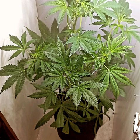 Cream Mandarine Auto growlog photo: 64 cm en preflora
