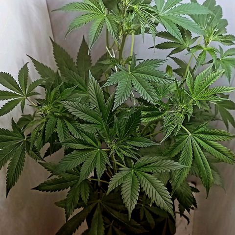 Cream Mandarine Auto growlog photo: 64 cm en preflora
