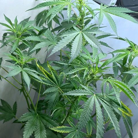Cream Mandarine Auto growlog photo: 76 cm ya floreciendo 