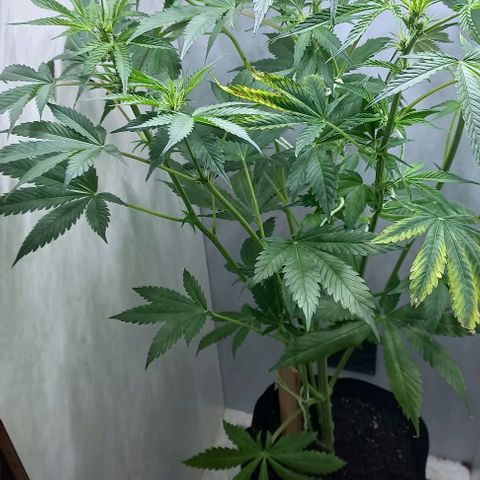 Cream Mandarine Auto growlog photo: 76 cm ya floreciendo 