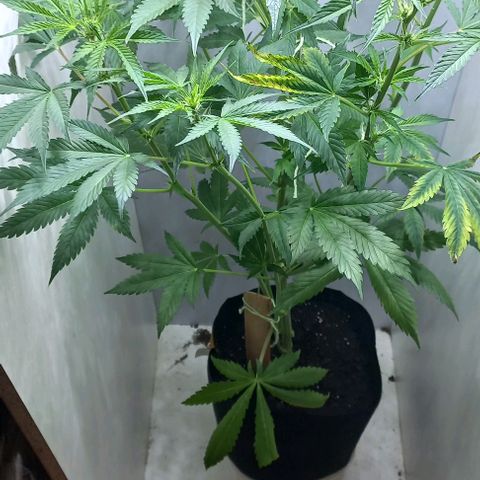 Cream Mandarine Auto growlog photo: 76 cm ya floreciendo 