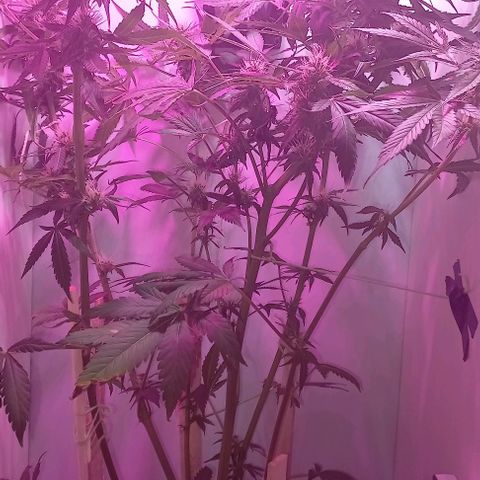Cream Mandarine Auto growlog photo: En flora, le faltan unas semanas más aún 