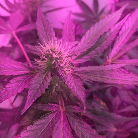 Cream Mandarine Auto growlog photo: En flora, le faltan unas semanas más aún 