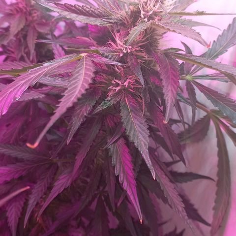 Cream Mandarine Auto growlog photo: En flora, le faltan unas semanas más aún 