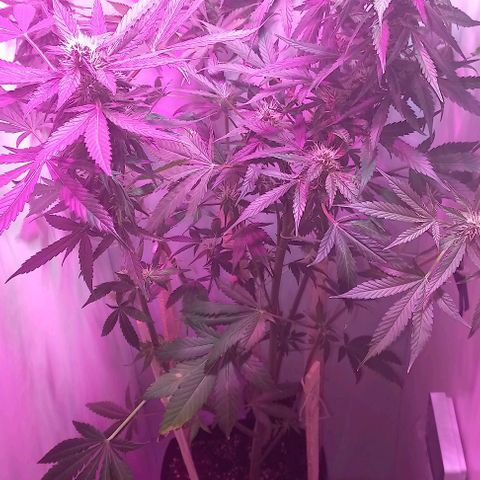 Cream Mandarine Auto growlog photo: En flora, le faltan unas semanas más aún 