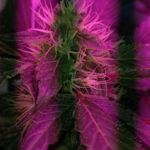 Cream Mandarine Auto growlog photo: 2 semanas más y estamos.
