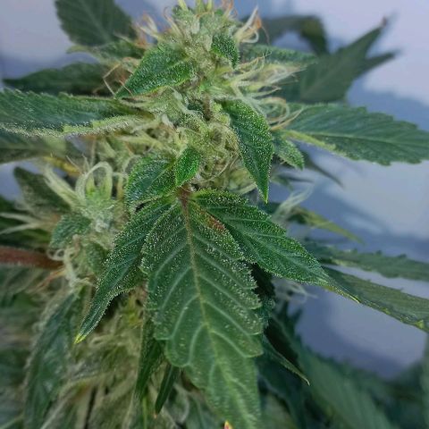 Cream Mandarine Auto growlog photo: 2 semanas más y estamos.
