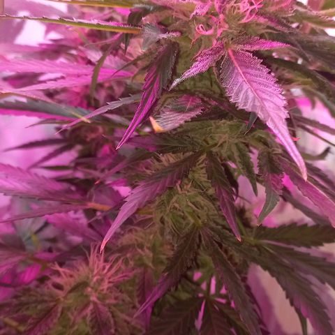 Cream Mandarine Auto growlog photo: 2 semanas más y estamos.