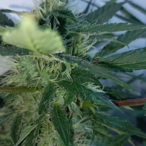 Cream Mandarine Auto growlog photo: 2 semanas más y estamos.