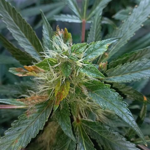 Cream Mandarine Auto growlog photo: 2 semanas más y estamos.
