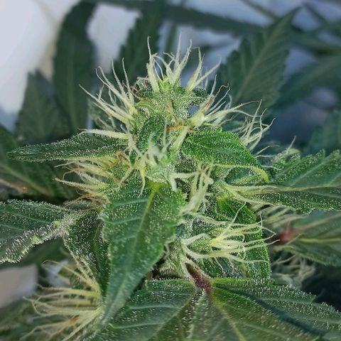 Cream Mandarine Auto growlog photo: 2 semanas más y estamos.