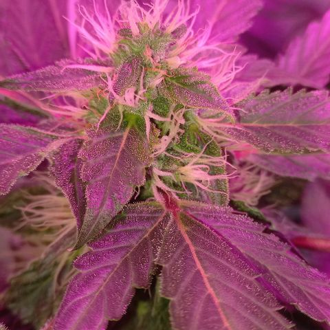Cream Mandarine Auto growlog photo: 2 semanas más y estamos.