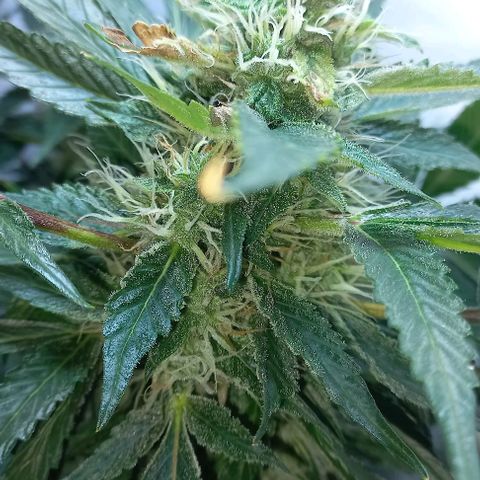 Cream Mandarine Auto growlog photo: 2 semanas más y estamos.
