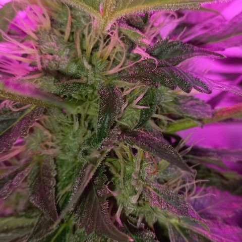 Cream Mandarine Auto growlog photo: 2 semanas más y estamos.