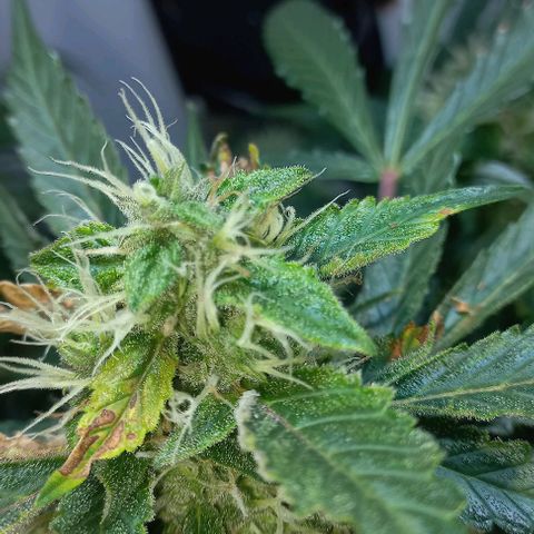 Cream Mandarine Auto growlog photo: 2 semanas más y estamos.