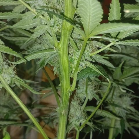 Cream Mandarine Auto growlog photo: Entra en secado