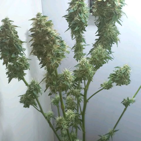 Cream Mandarine Auto growlog photo: Entra en secado