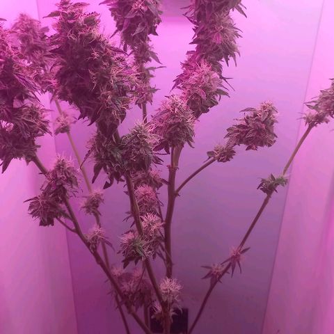 Cream Mandarine Auto growlog photo: Entra en secado
