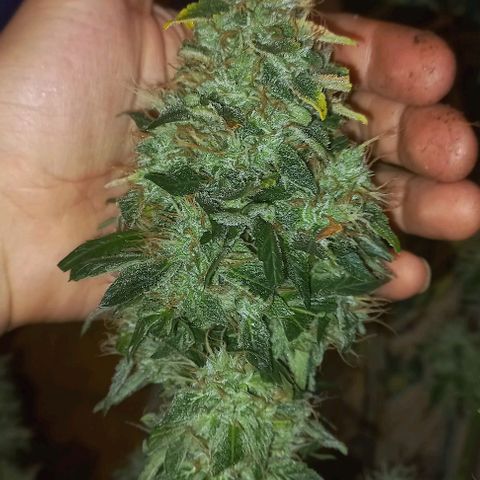 Cream Mandarine Auto growlog photo: Entra en secado