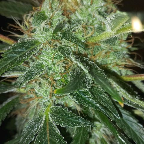 Cream Mandarine Auto growlog photo: Entra en secado