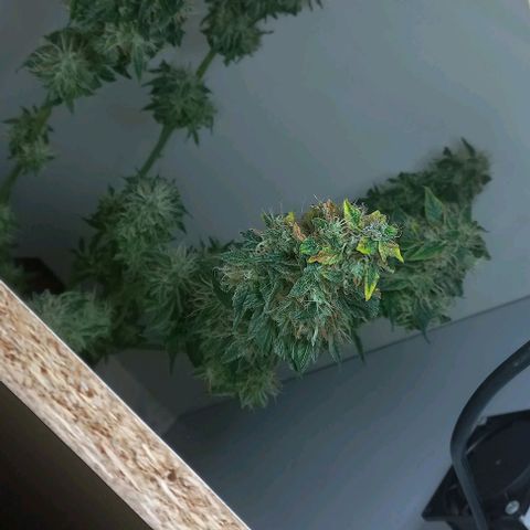 Cream Mandarine Auto growlog photo: Entra en secado