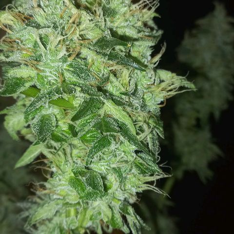 Cream Mandarine Auto growlog photo: Entra en secado