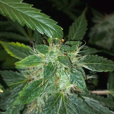 Cream Mandarine Auto growlog photo: Entra en secado