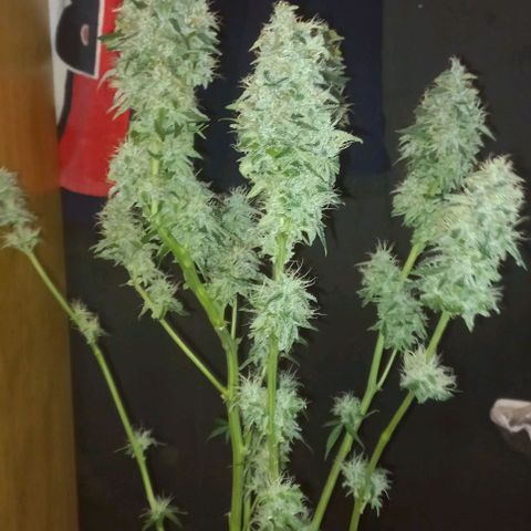 Cream Mandarine Auto growlog photo: Entra en secado