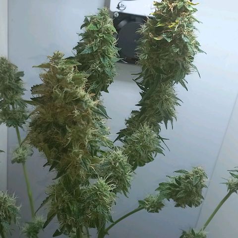 Cream Mandarine Auto growlog photo: Entra en secado