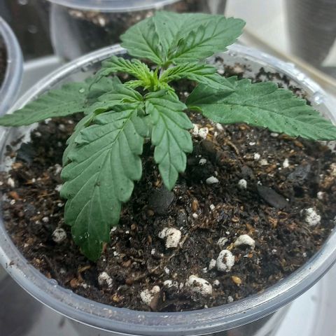 Gorilla Zkittlez Auto growlog timeline photo