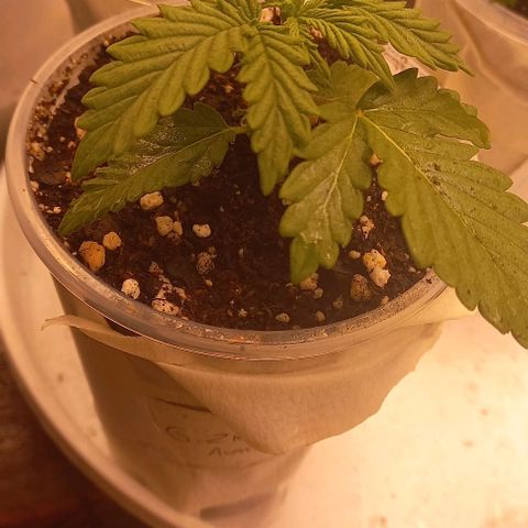 Gorilla Zkittlez Auto 1 growlog timeline photo