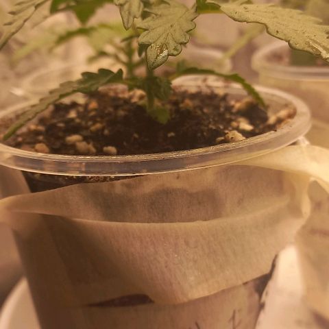 Gorilla Zkittlez Auto 1 growlog timeline photo