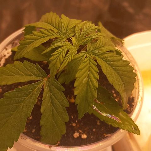 Gorilla Zkittlez Auto growlog timeline photo