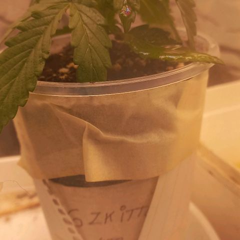 Gorilla Zkittlez Auto growlog timeline photo