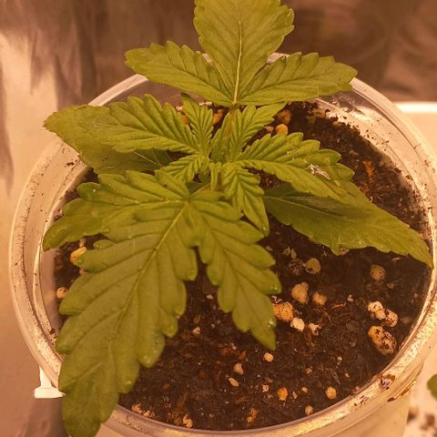 Watermelon growlog timeline photo