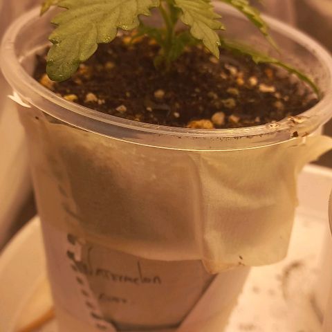 Watermelon growlog timeline photo