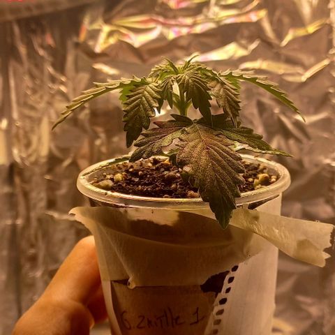 Gorilla Zkittlez Auto 1 growlog timeline photo