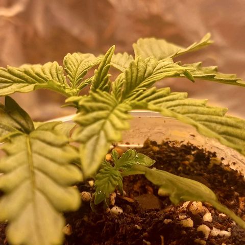 Watermelon growlog timeline photo