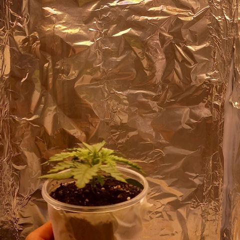 Watermelon growlog timeline photo