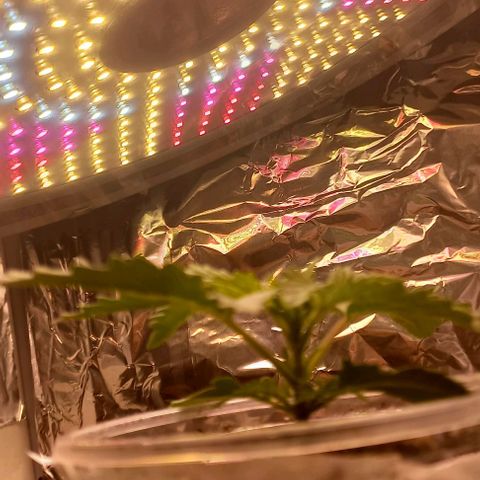 Watermelon growlog timeline photo