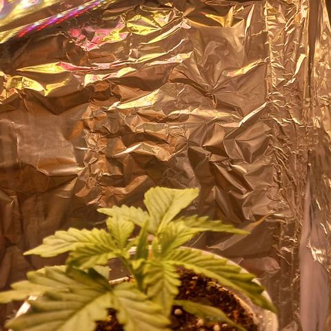 Watermelon growlog timeline photo