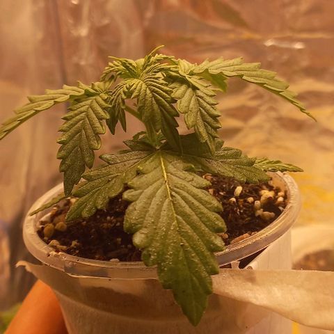 Gorilla Zkittlez Auto 1 growlog timeline photo
